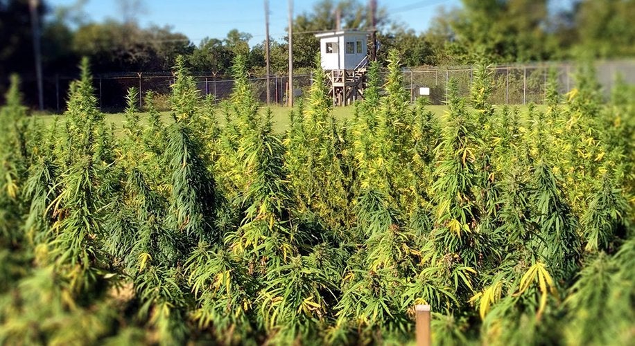 The US Government Will Grow More Than 4,000 Pounds of Quality Weed This Year