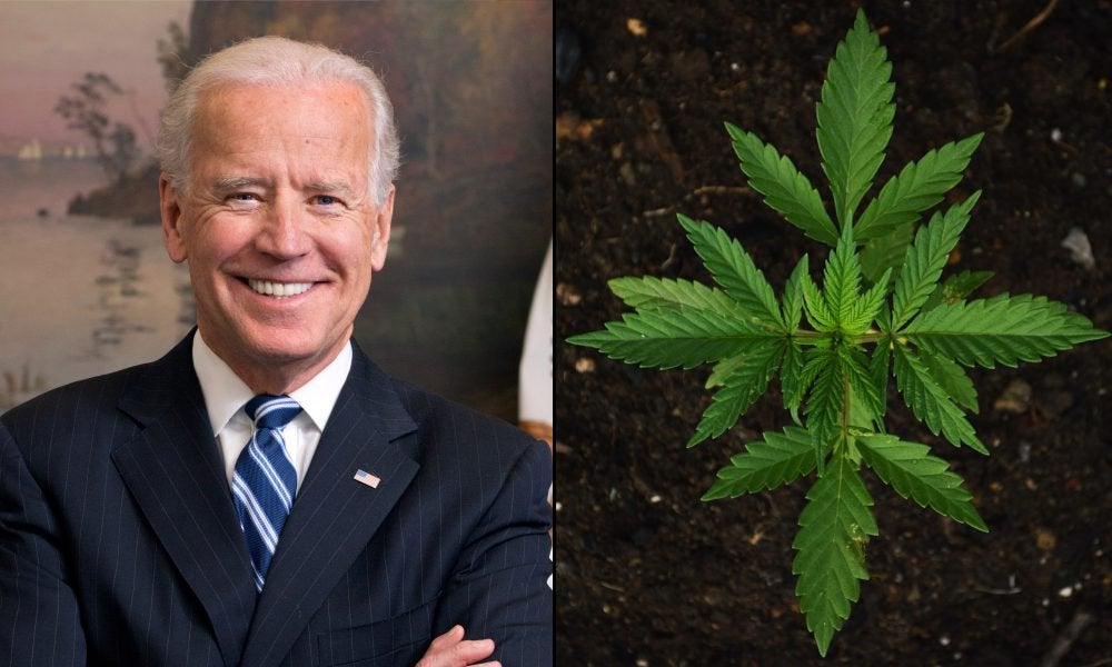 Biden-Sanders Task Force Members Push For Legalizing Marijuana And Other Drug Reforms