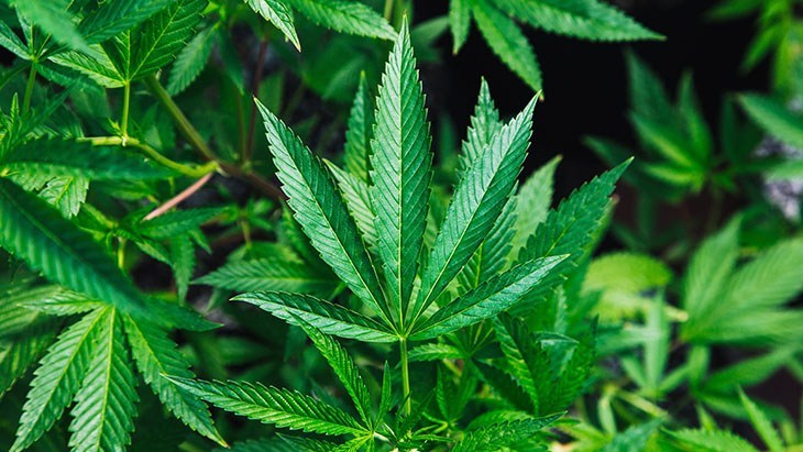 Colorado: Legislation Signed into Law Providing Governor Expanded Authority to Pardon Marijuana Offenders - NORML