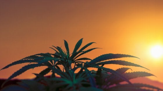 Despite COVID, Cannabis Sales To Hit $20.4 Billion in 2020