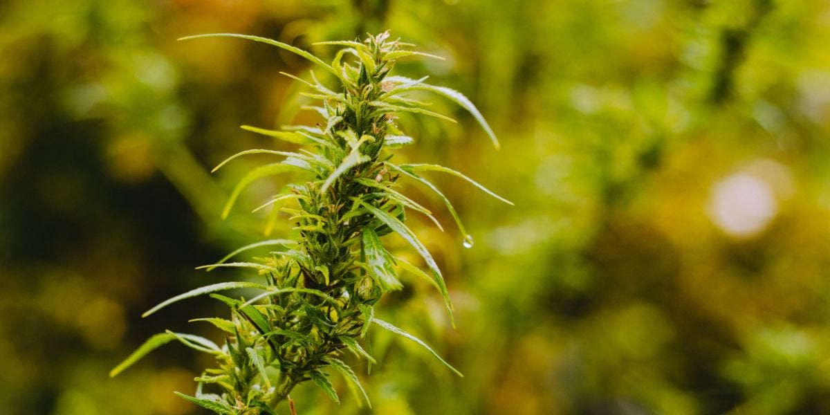 Hemp Oil Significantly Reduces Chronic Pain