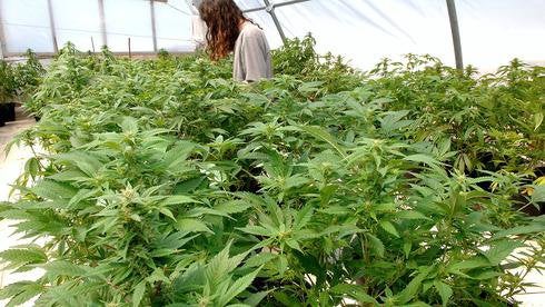 Israel to decriminalize personal use of cannabis