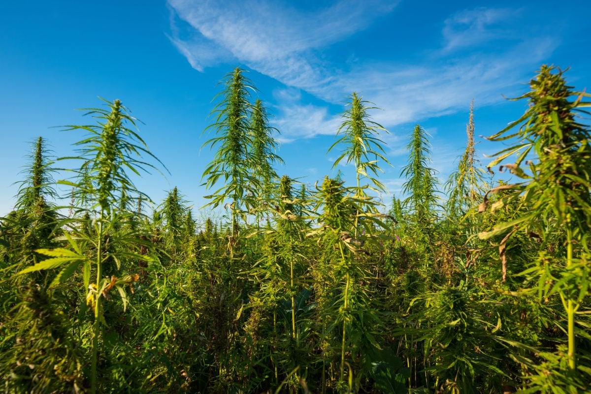 Nonprofit resource group seeks to set water standards for cannabis growers