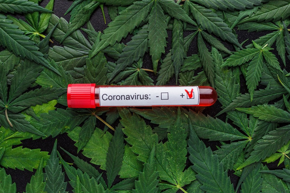 Scientists believe cannabis could help prevent and treat coronavirus
