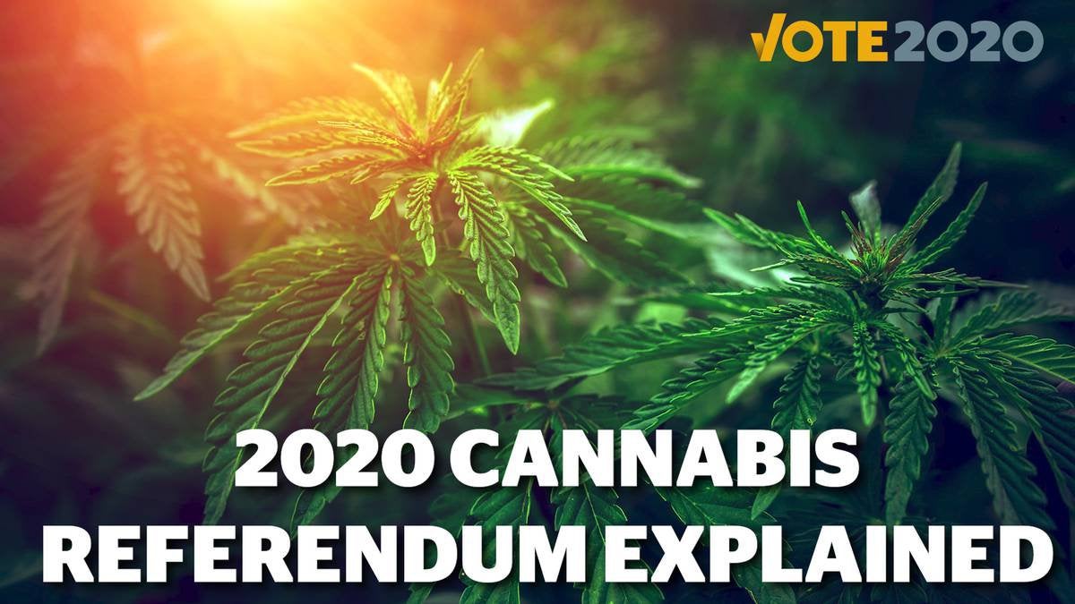 Focus: New Zealand's 2020 cannabis referendum explained
