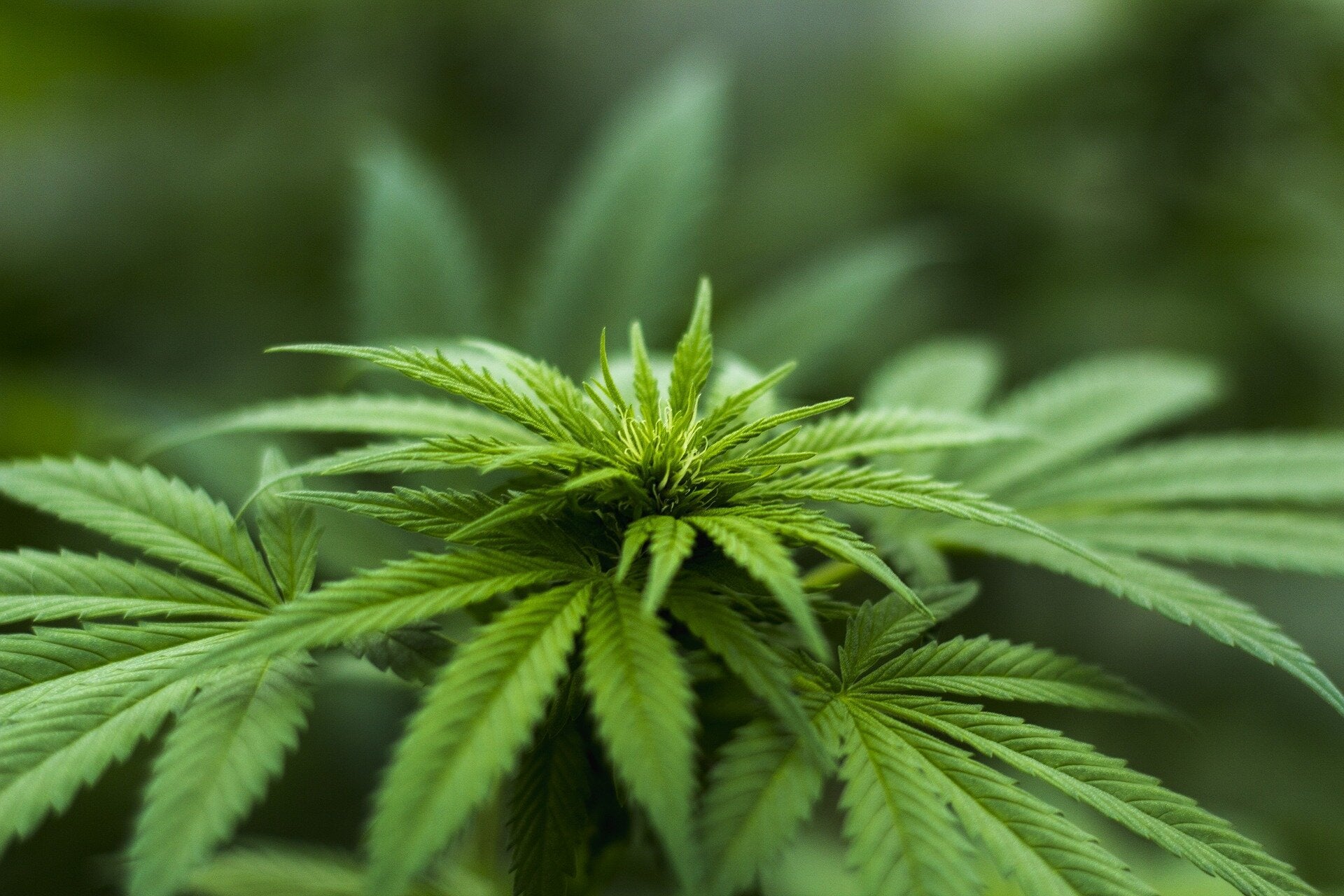 Legal marijuana may be slowing reductions in teen marijuana use, study says