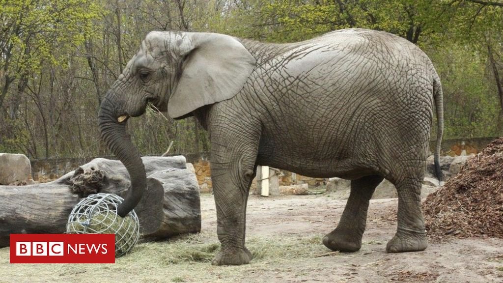 CBD oil being used for grieving elephant's stress