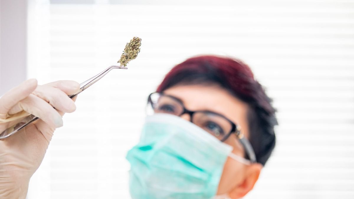 Cannabis May Reduce Deadly COVID-19 Lung Inflammation: Researchers Explain Why