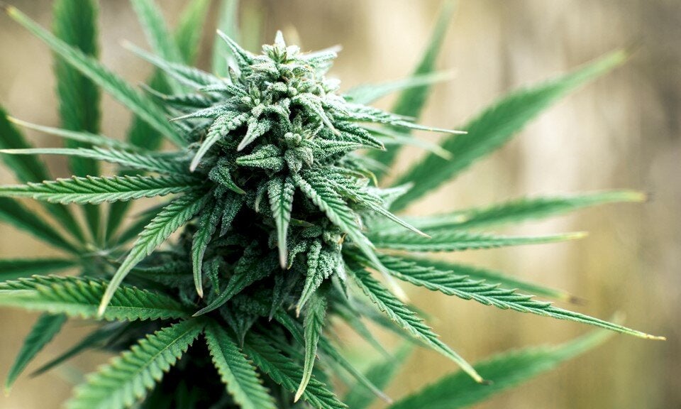 Does Grow Method Play a Factor in Profitability for Cannabis Farmers?