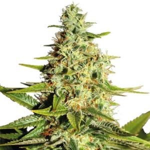 I've heard from many people across the globe recently who can't find cannabis seeds. This place ships fast worldwide and offers buy 10 seeds get 10 free on many in stock quality genetics. Enjoy!