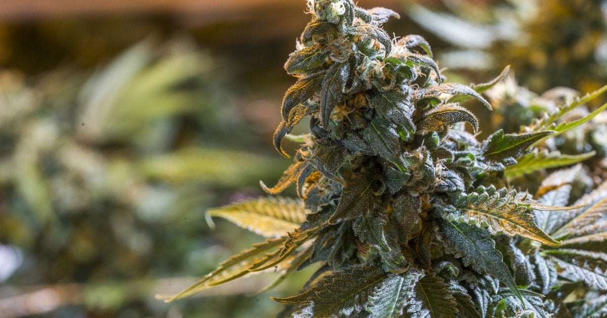 Recreational marijuana is on 2020 ballot in AZ