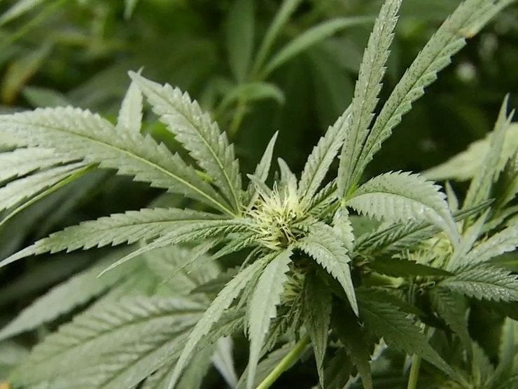 Retail sales of recreational marijuana in Maine set to start October 9