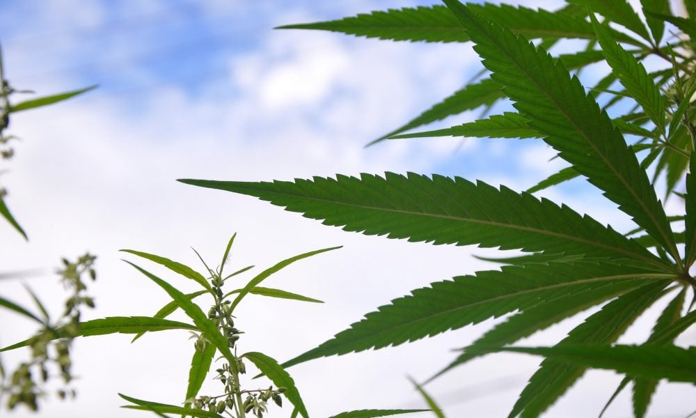South Dakota Could Pass Two Marijuana Ballot Measures In November