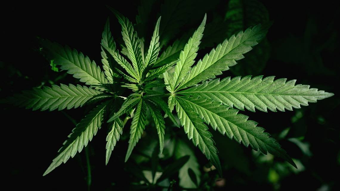USC researchers think THC in marijuana may be able to treat deadly COVID complication