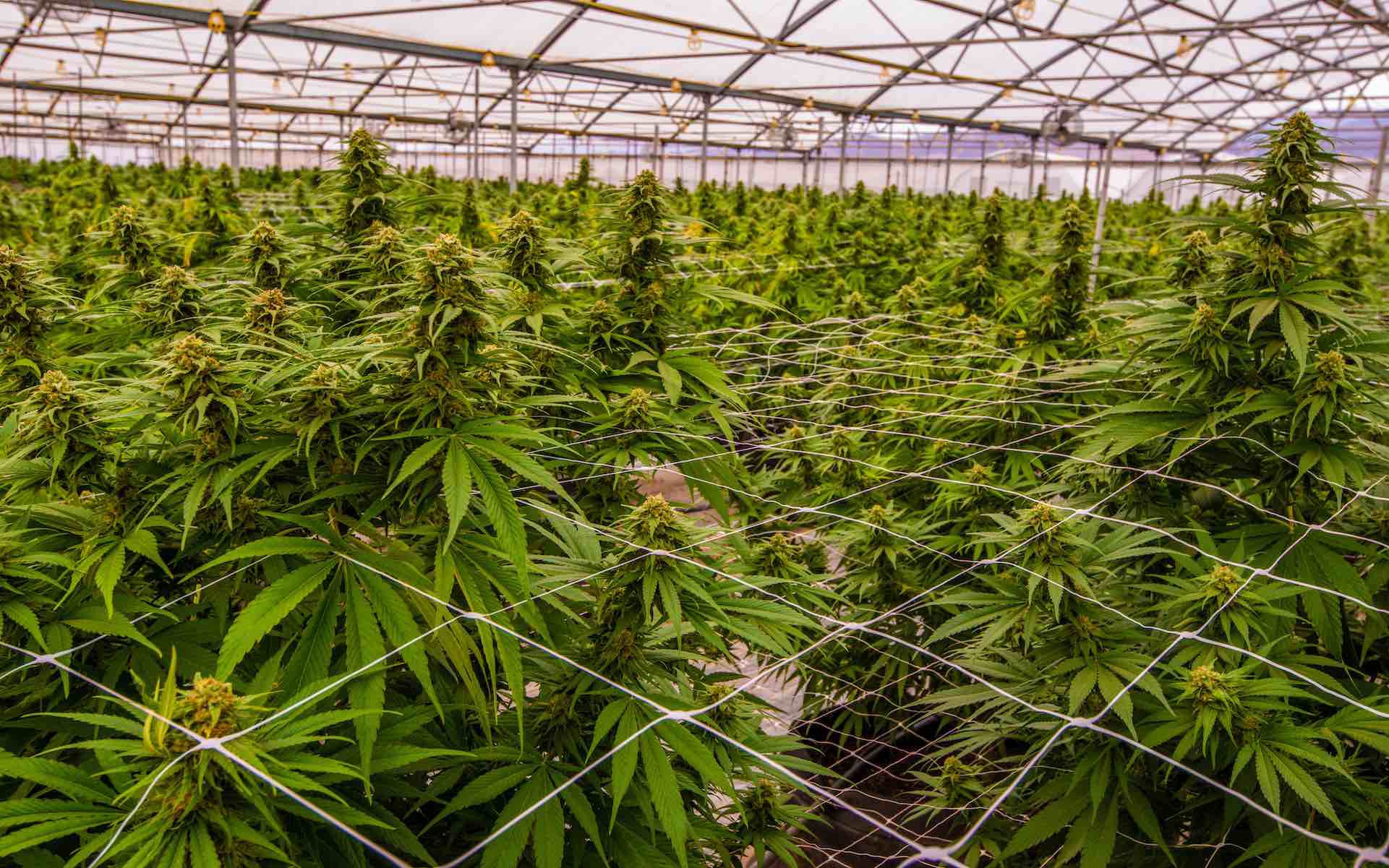 Where's a better environment to grow weed: indoors or outdoors?