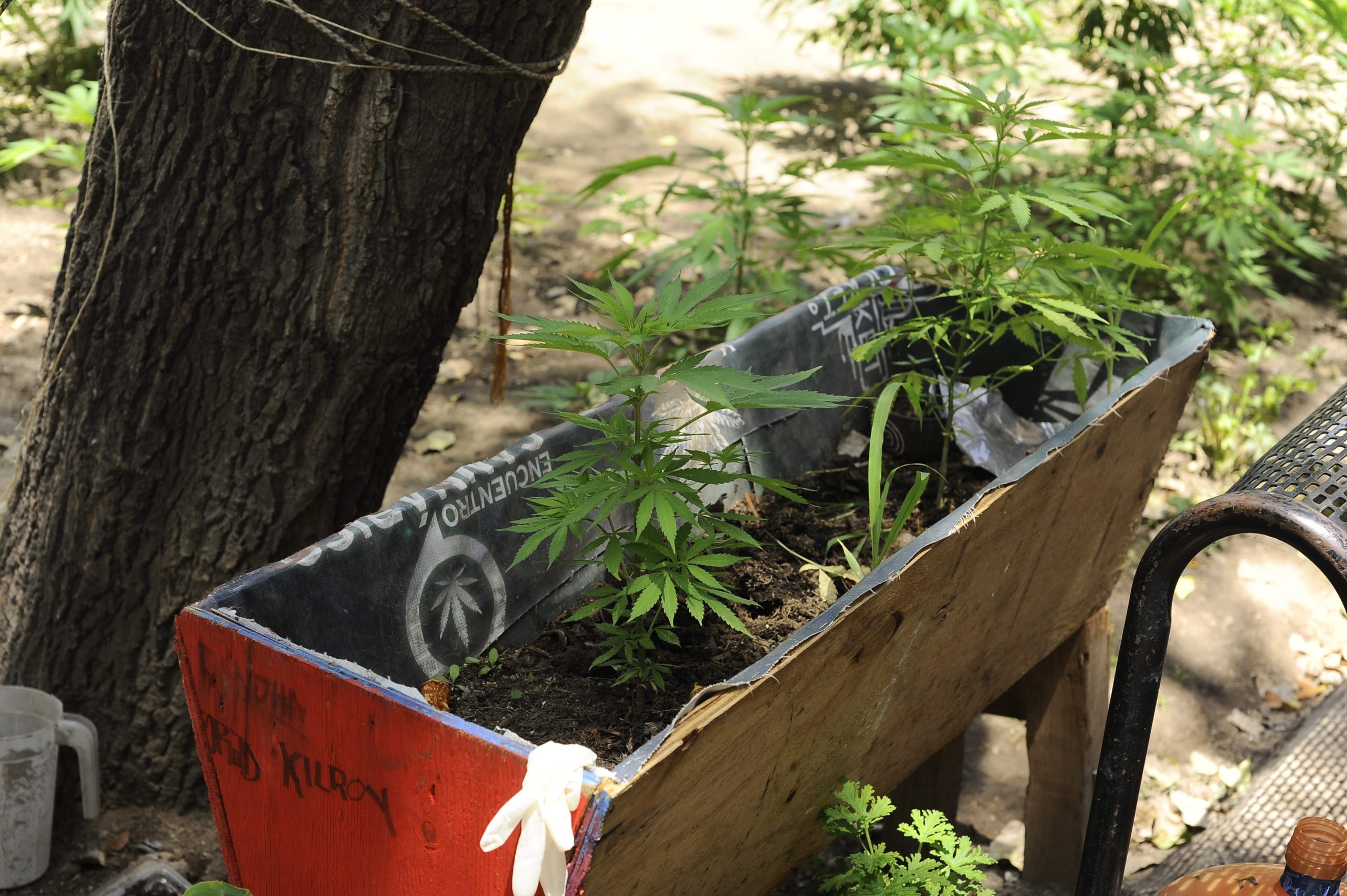 A Weed Startup Is Building a Weed Farm in the City of Weed, California