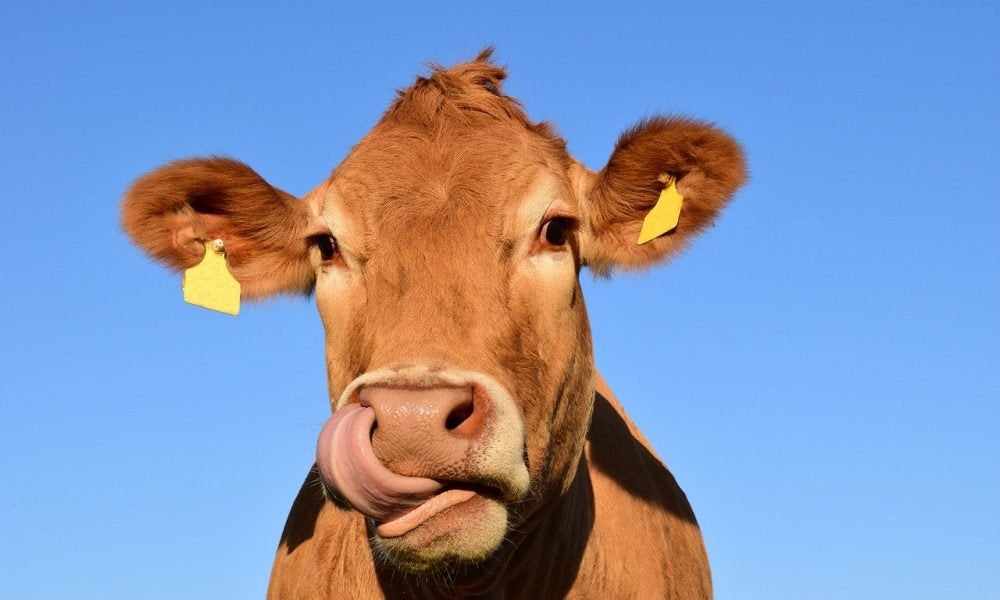 Feds Fund Research On Whether Cows Can Eat Hemp Without Milk Drinkers Getting High