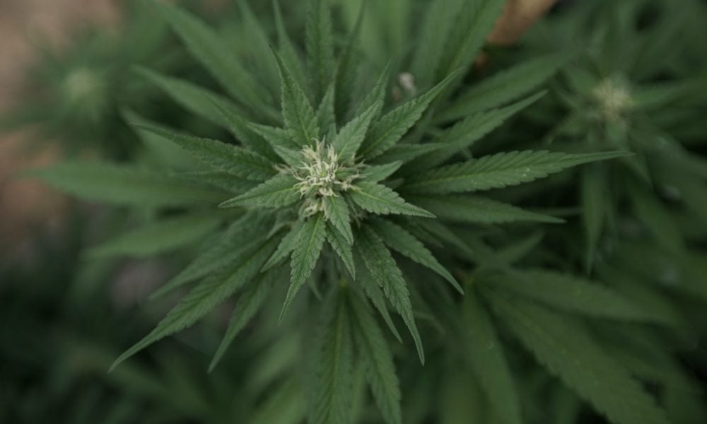 Kansas Lawmakers Continue The Push To Legalize Medical Marijuana