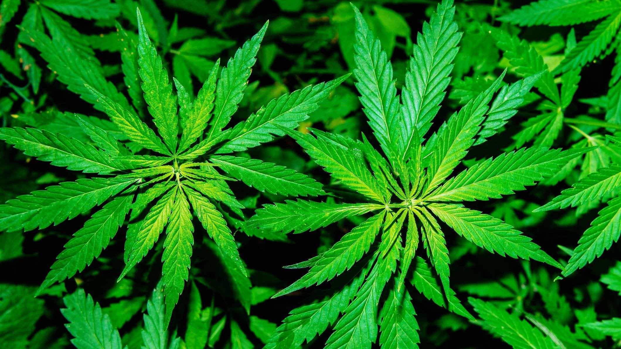 Report: Marijuana led to 1 in 10 arrests in South Dakota in 2018