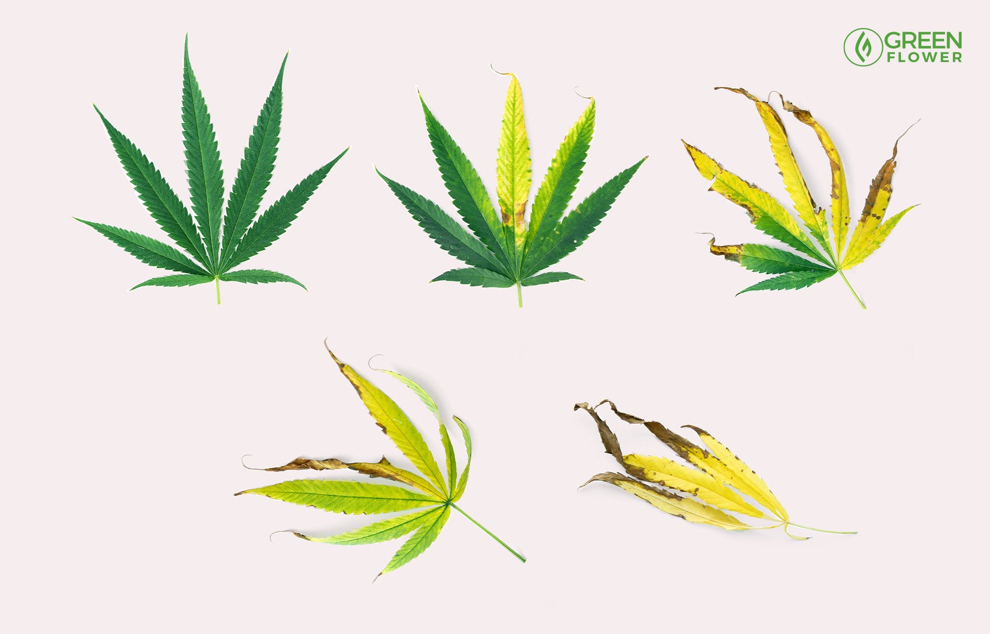 Cannabis Nutrient Deficiencies: Telltale Signs