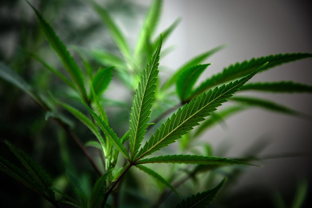 Illinois recreational marijuana sales hit record of nearly $68 million in September