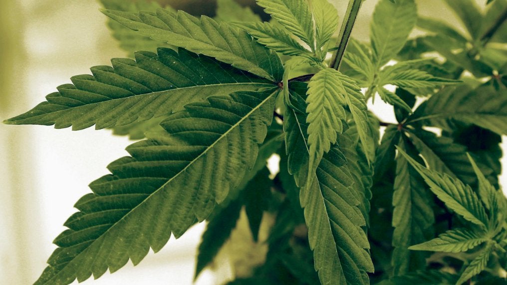 Long lines as Missouri medical marijuana dispensaries open