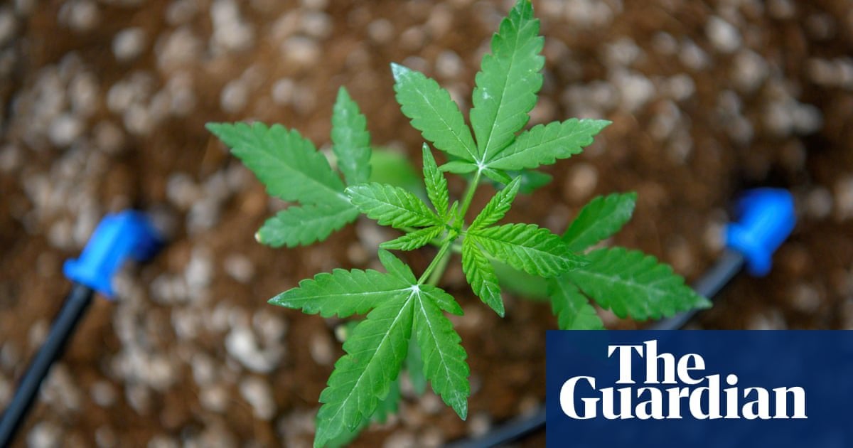 New Zealand health experts back reform of 'outdated' cannabis laws