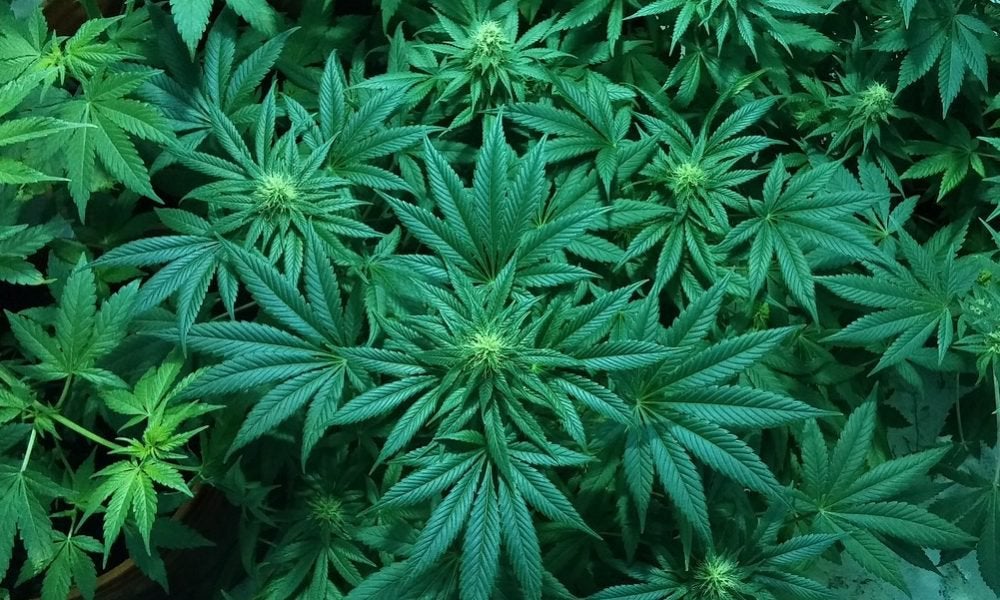 South Dakota Voters Back Marijuana Legalization And Medical Cannabis Ballot Measures, Poll Finds