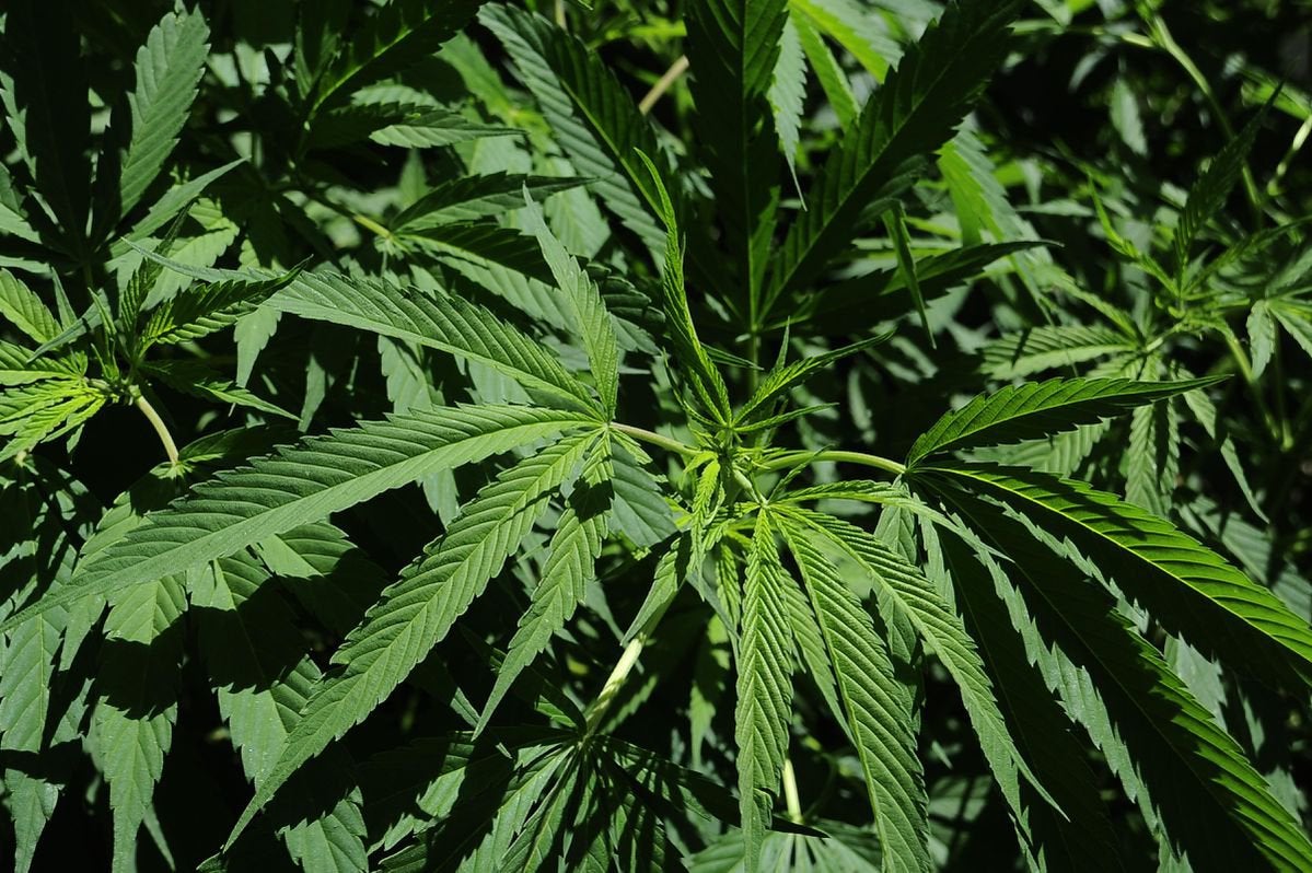 THC In Cannabis Could Help Prevent Fatal COVID-19 Complications