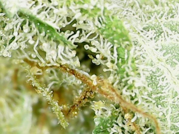 Check out my trichomes dispensaries trichomes buddy's trichomes.