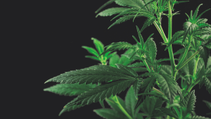 cannabis plant leaves