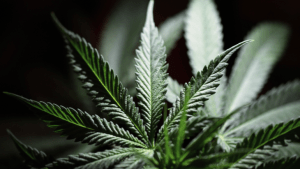 legal marijuana leaves