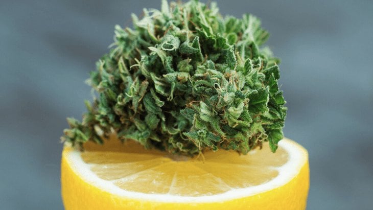 Limonene Terpene Reduces THC-induced Anxiety