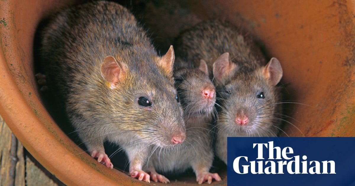 ‘They’re all high’: Louisiana police say rats eating marijuana in evidence room | Louisiana | The Guardian