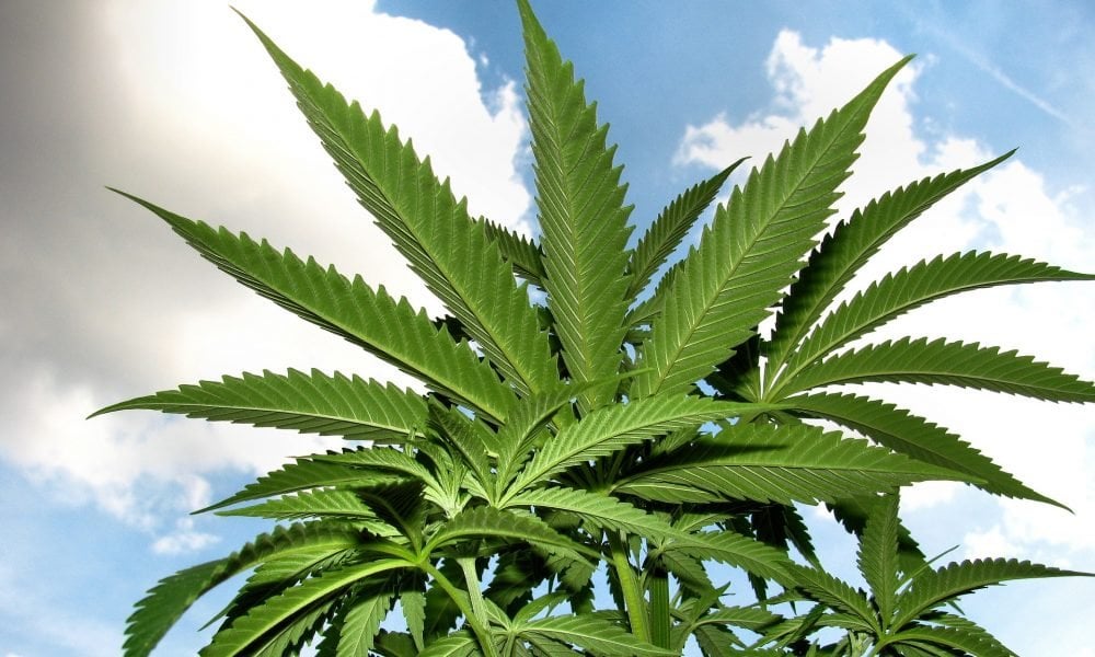 Hawaii Governor Floats Plan To Allow Medical Marijuana For Any Condition After Recreational Legalization Bill Fails - Marijuana Moment