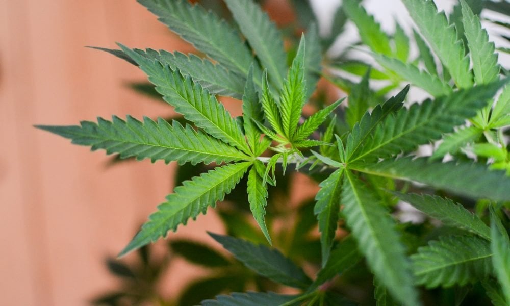 New Hampshire Governor Indicates He Won’t Sign House-Passed Marijuana Legalization Bill Unless Senate Makes Changes
