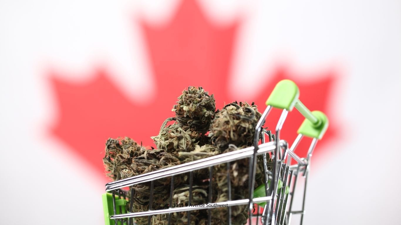 Canada's cannabis industry at risk of losing first-mover advantage to US
